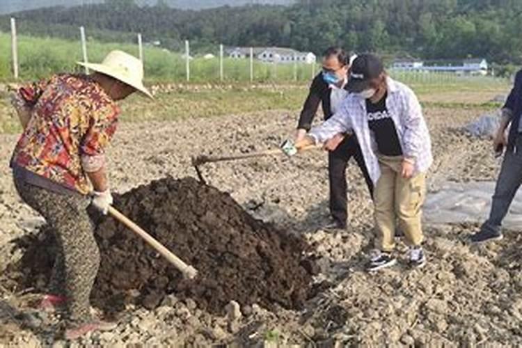 种甘蔗用什么肥料最好