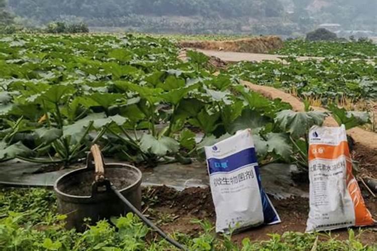 西瓜结果了需要施什么肥料