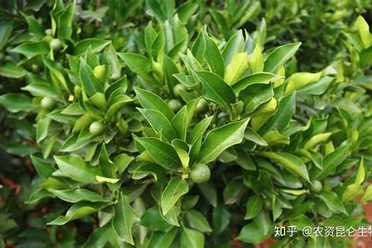 橙子树叶黄掉叶是缺少那种元素？该施什么肥料？