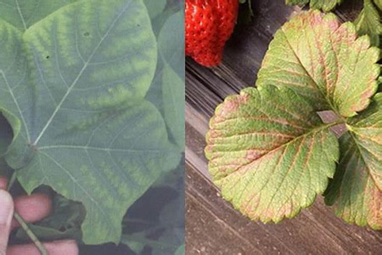 钾肥是什么肥料 植物缺少钾肥会怎么样