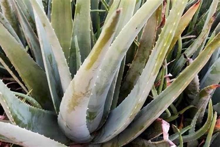 芦荟植物怎么养肥料(芦荟植物怎么养肥料？揭秘芦荟养护与施肥技巧)