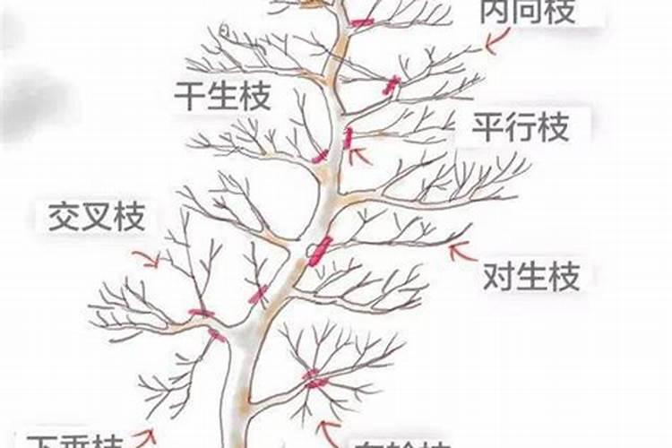 树干的芽点催芽技术
