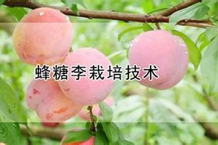 西红柿开花期如何施肥