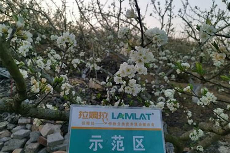 蜂糖李栽培技术