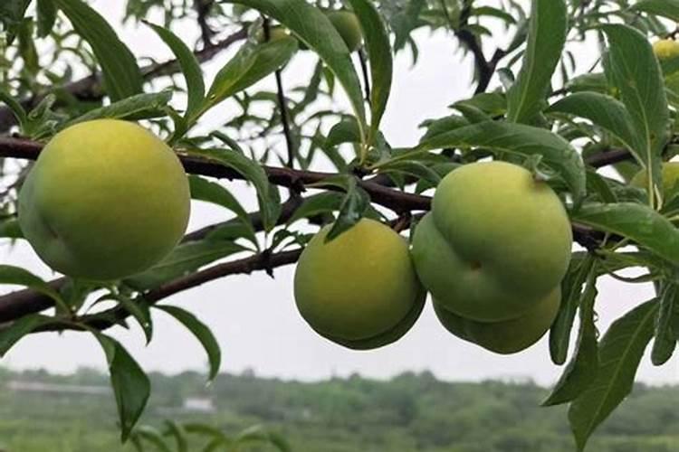 蜂糖李种植技术