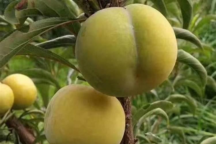 蜂糖李子种植及管理技术