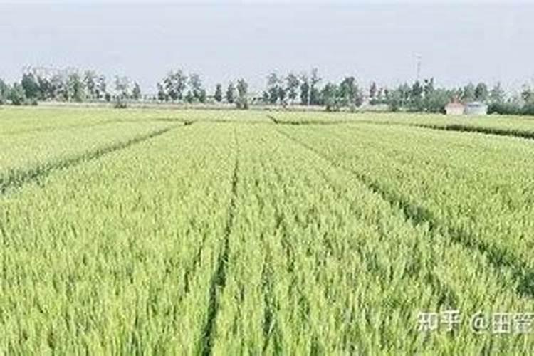 小麦需要的氮磷钾分别是多少 小麦需要的氮磷钾分别是