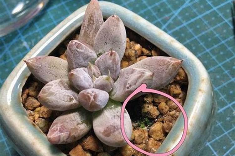 多肉植物施什么肥好