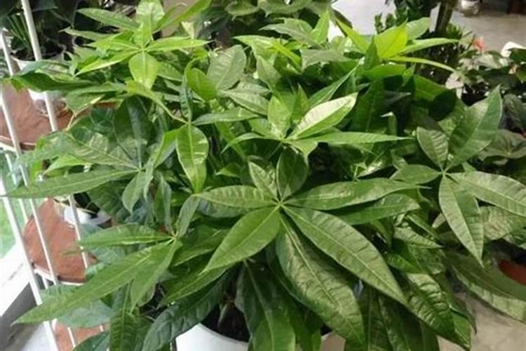 兰花施肥“顺口溜”,一句话就能记住