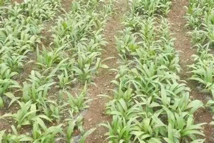 白芨苗种下地一周用什么肥料