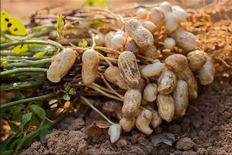 花生追肥用复合肥还是尿素 用什么肥料最好