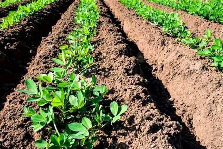 花生什么时候追肥合适？