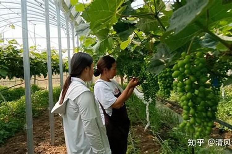 葡萄上色难,可以用黄腐酸钾配磷酸二氢钾追施吗？或者有更好的方法和肥...