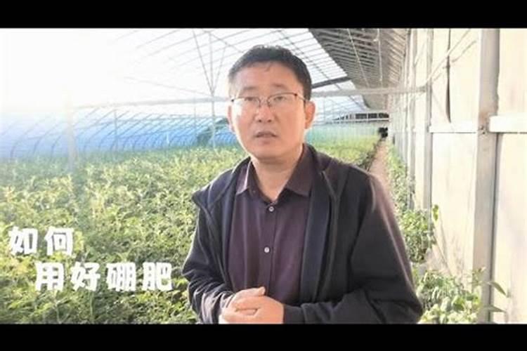 硼肥怎么样？如何使用？