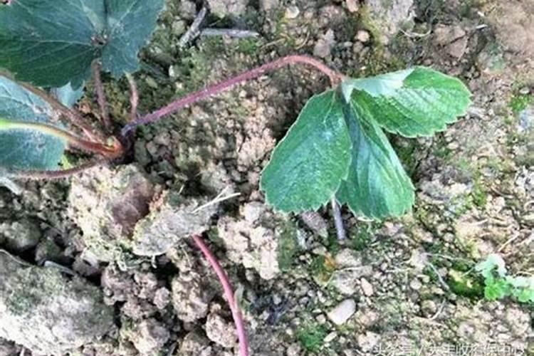 一篇文章告诉你芸苔素用好了绝对是个宝!