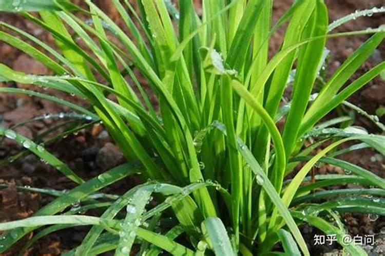 韭菜喜欢什么肥料最好