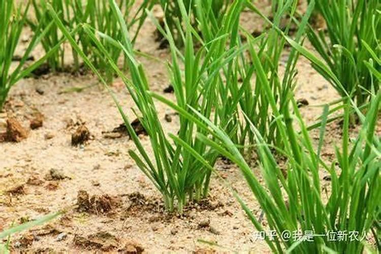 种植韭菜时,对土壤的要求是什么？