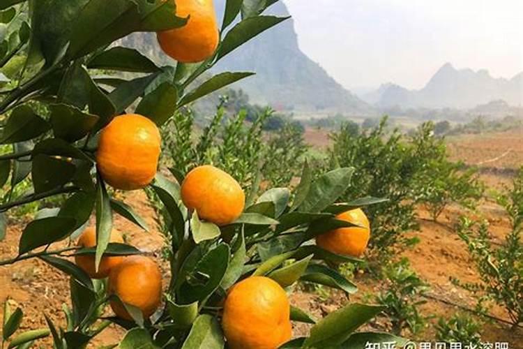 沃柑初果期种植管理技巧 沃柑养殖方法总结
