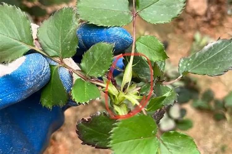 苹果一年四季都有吗 吃苹果季节是几月份