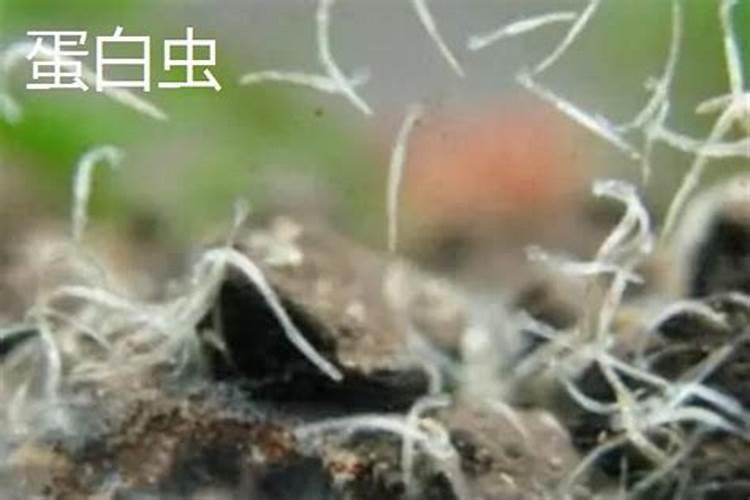 白线虫和蛋白虫的区别