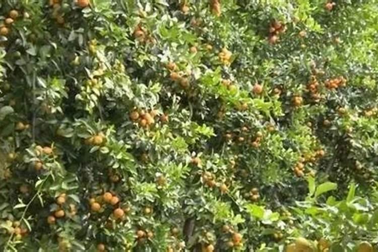 成年桔子树,每亩需要,氮磷钾多少公斤？