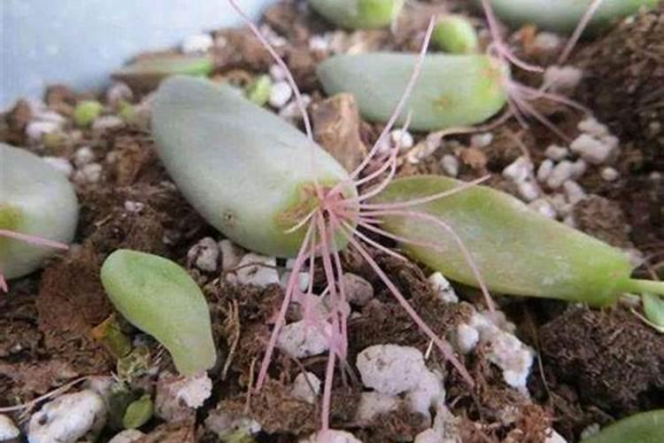 买单一的氮磷钾混合后的化肥和成品化肥一样吗？效果也一样吗？