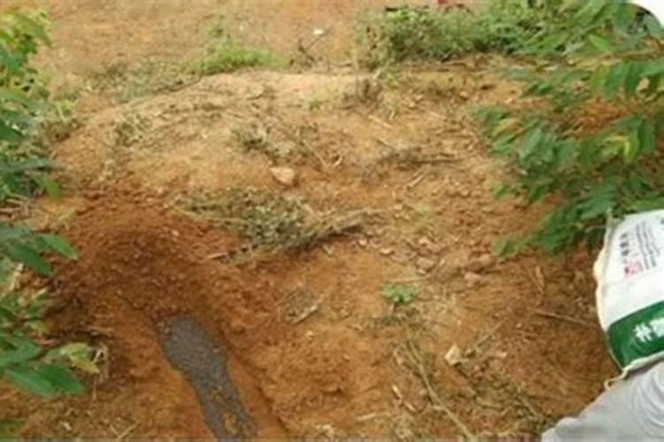 栀子花如何施肥年年开花大爆盆