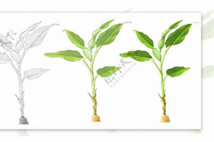生姜叶斑病用什么药肥能防止？生姜叶斑病的症状和致病菌类型