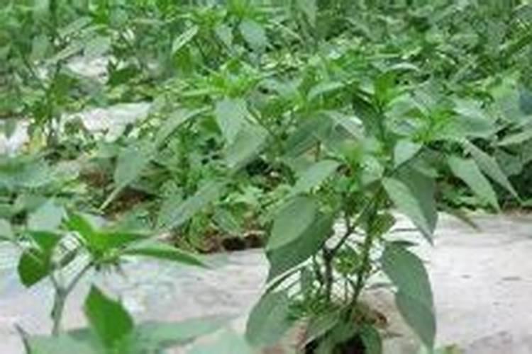 辣椒需肥规律及施肥技术 叶面肥多久喷一次