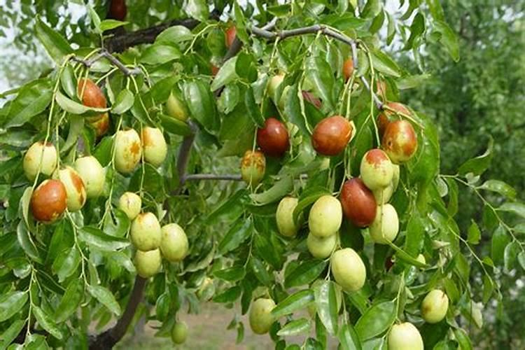 红枣炭蛆病用什么要最好