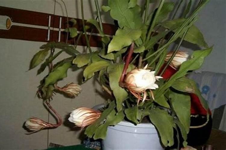 蝴蝶兰开过花剩下的花杆怎么处理