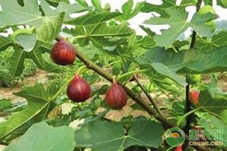 无花果树施什么肥合适