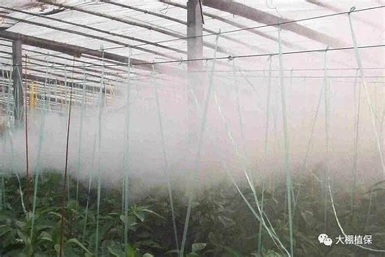 猕猴桃什么时间施叶面肥比较好？怎么施？