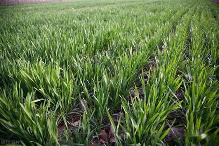 小麦种植什么时间施肥呢？小麦施肥用法用量如何？