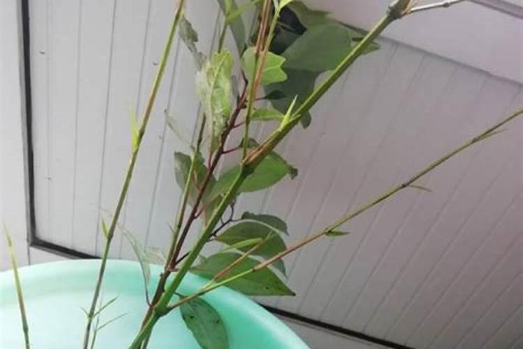 葡萄糖生根水自制方法