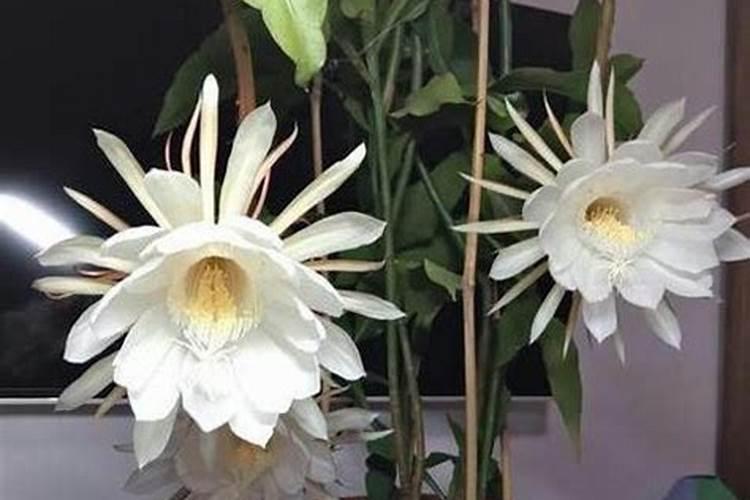 昙花最好的肥料是什么怎么施？