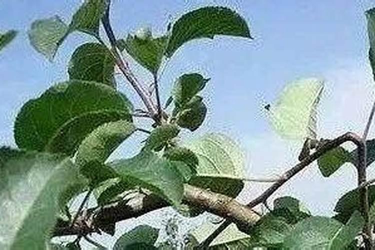 三铵复合肥是什么
