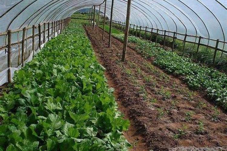 红富士苹果树施肥 红富士苹果树施肥方法