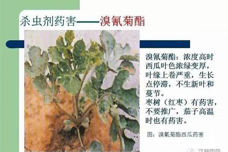 锌腐酸和腐殖酸哪个好,两者都有哪些优势