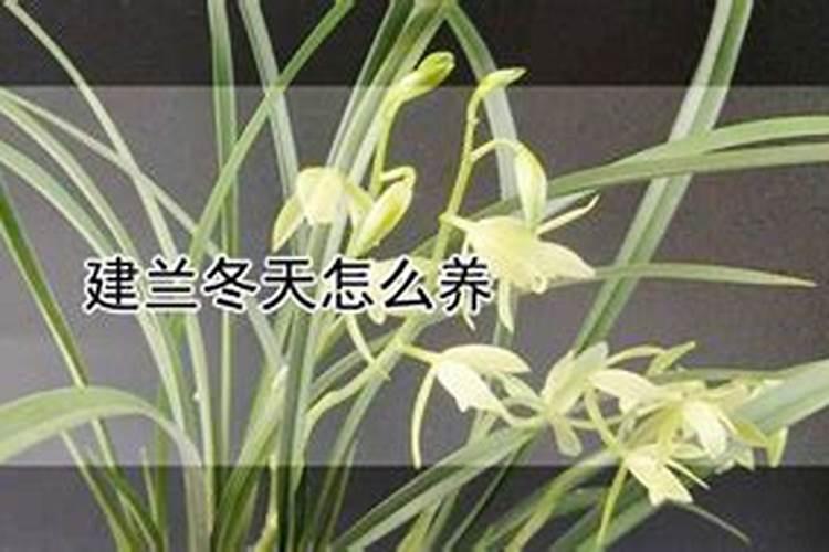 建兰加什么肥料比较好