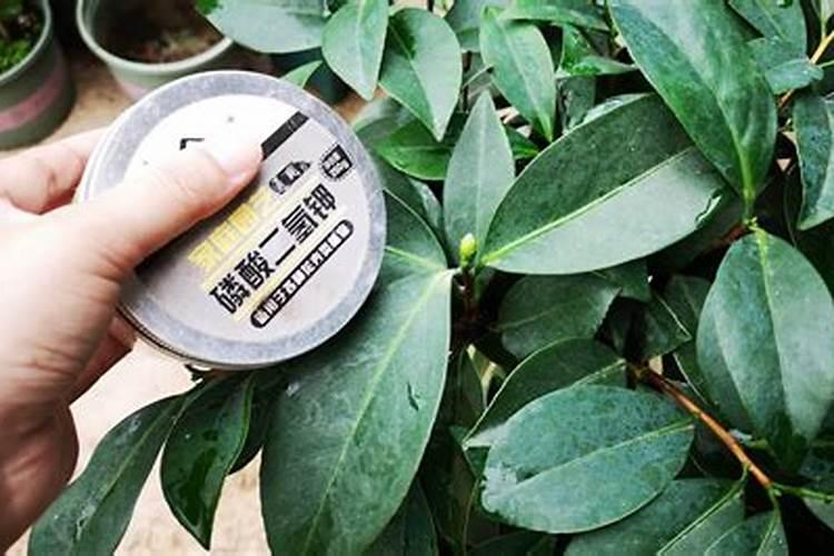 茶花有花苞能喷磷酸二氢钾吗 怎样给茶花施磷酸二氢钾