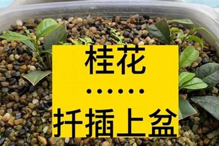 桂花长不长气根怎样才能让它生出气根？