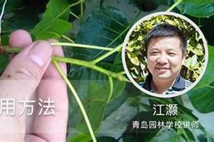 桂花底肥放什么肥好