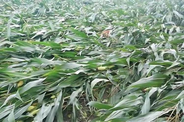 水溶肥是什么肥料,水溶肥料怎么使用效果更好