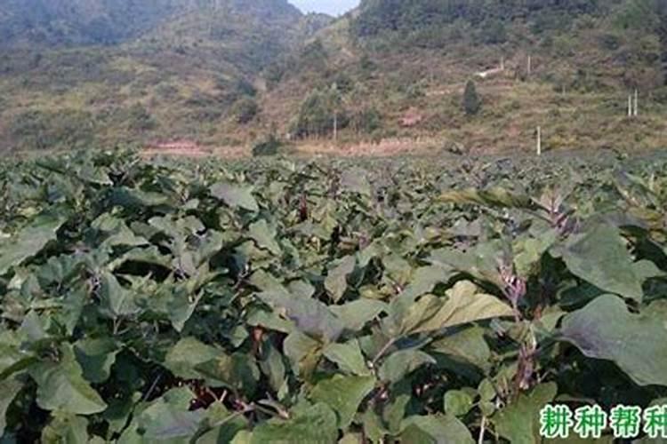 多肉用百分之70颗粒土可以吗