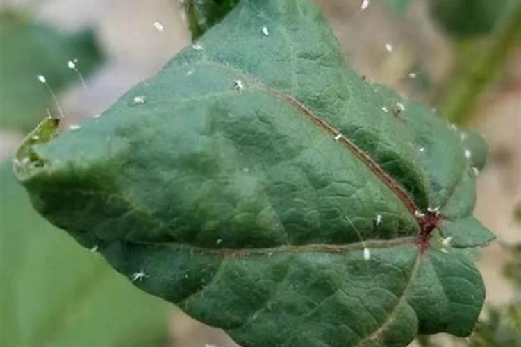炔螨特能和叶面肥喷洒棉花吗
