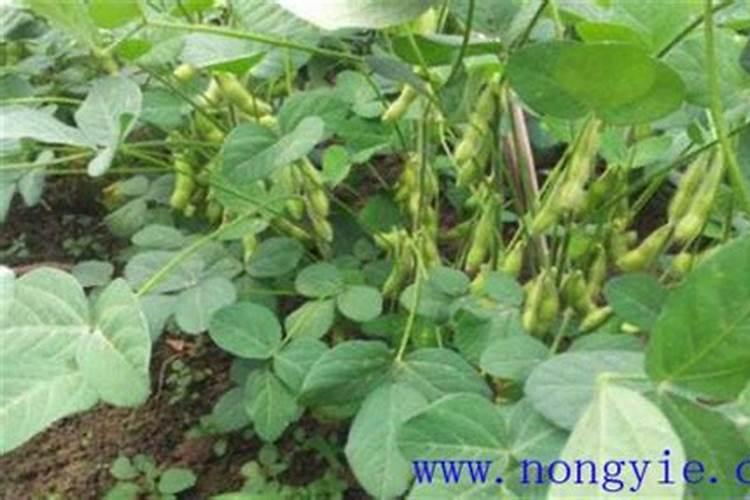 大豆施用氮肥的原因