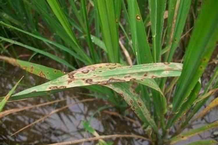 叶面肥浓度过高会对水稻有没有影响