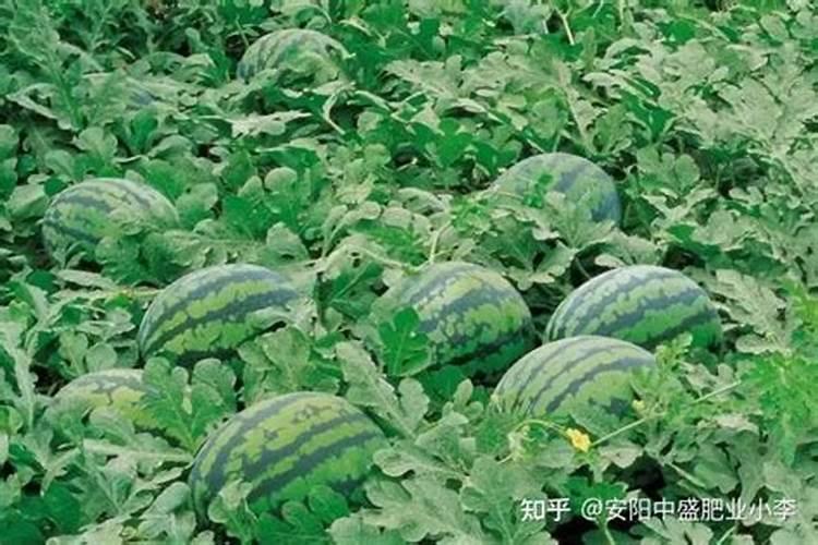 西瓜八斤大喷施什么叶面肥好