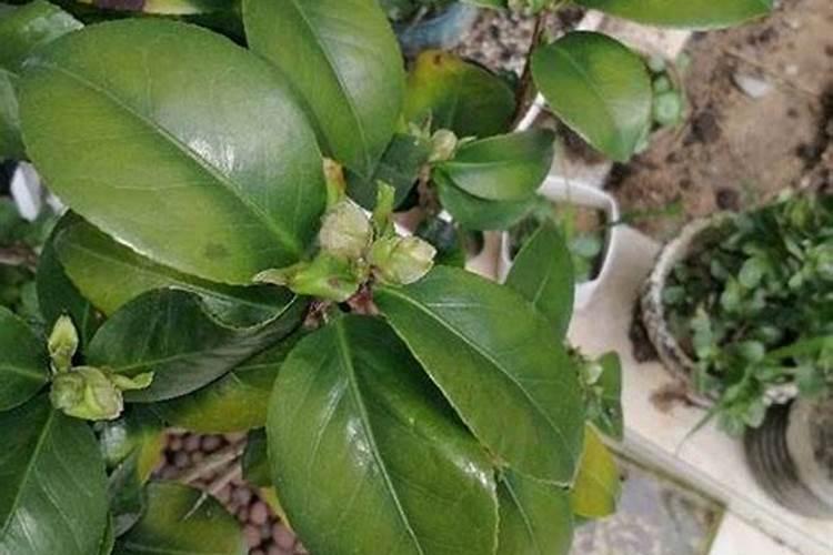 海缸不养珊瑚不养鱼,咱就养藻照样玩!